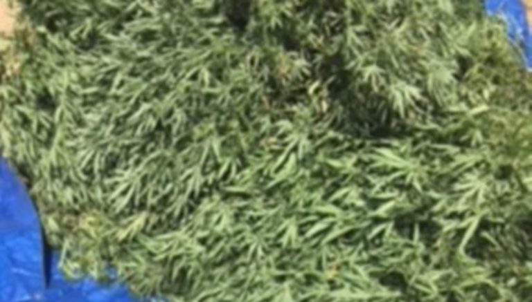 Investigators seize 500 plants in suspected illegal pot grow in El Paso County