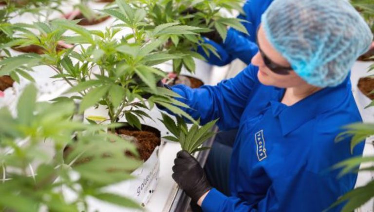 Google and Facebook won’t advertise marijuana, even where it’s legal