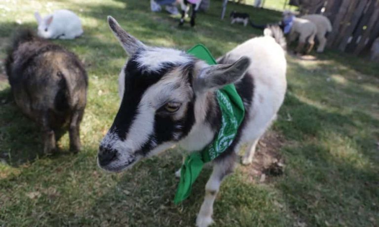 Everything You Need To Know About SoCal Cannabis Cup: Day 2