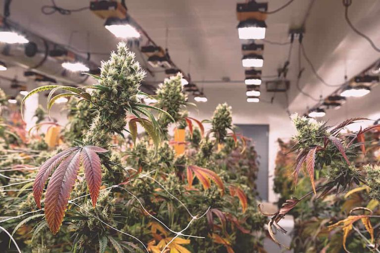 Growing Artisanal Weed in Seattle