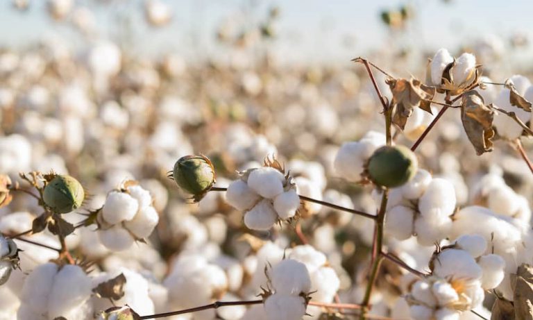 These 6 Industries Don’t Want Hemp Legalized