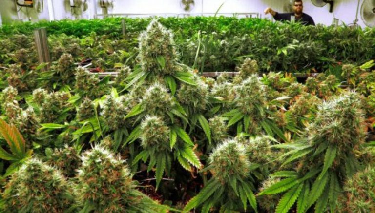 Cancer docs feel unprepared, but recommend marijuana anyway