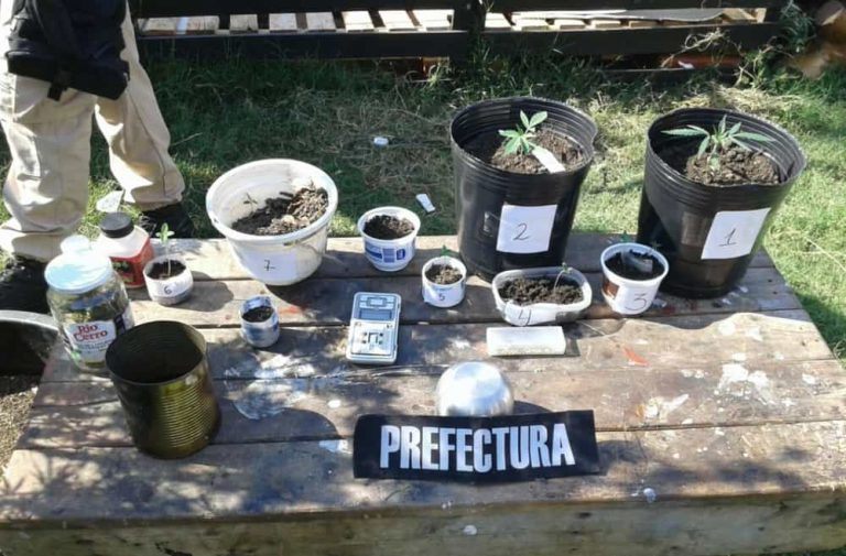 Argentine Feds Flex Single Weed Plant and Seedlings Bust On Twitter