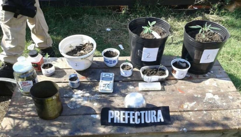 argentine-feds-flex-single-weed-plant-and-seedlings-bust-on-twitter_1