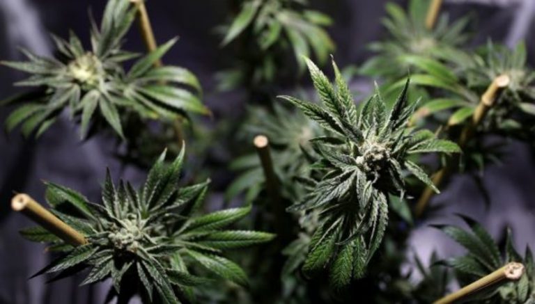 Overwhelming odor of fresh marijuana led Frederick cops to illegal grow