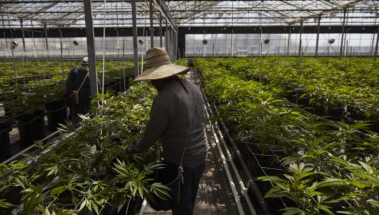 What’s that smell? California flower town’s shift to pot creates stink