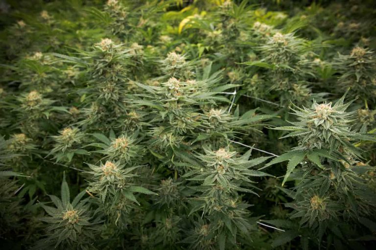 Inside Seattle’s House of Cultivar