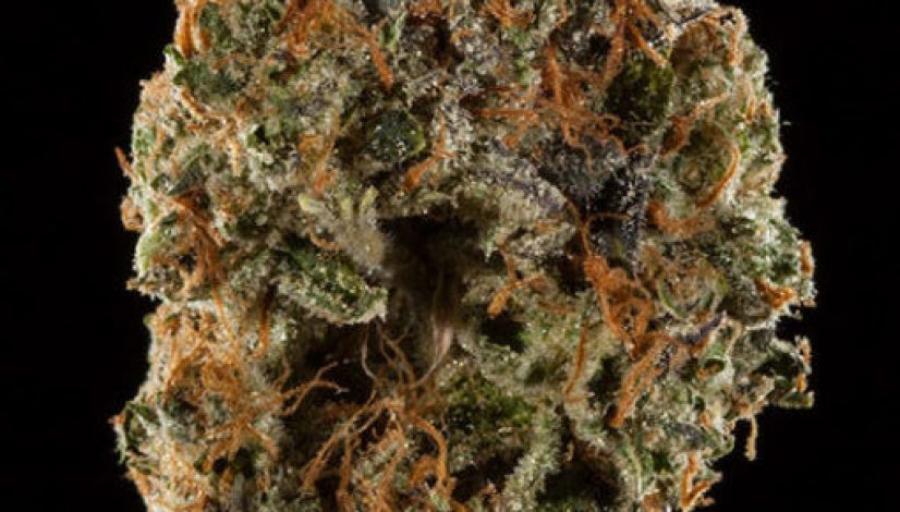 the-8-best-strains-for-making-rick-simpson-oil_1