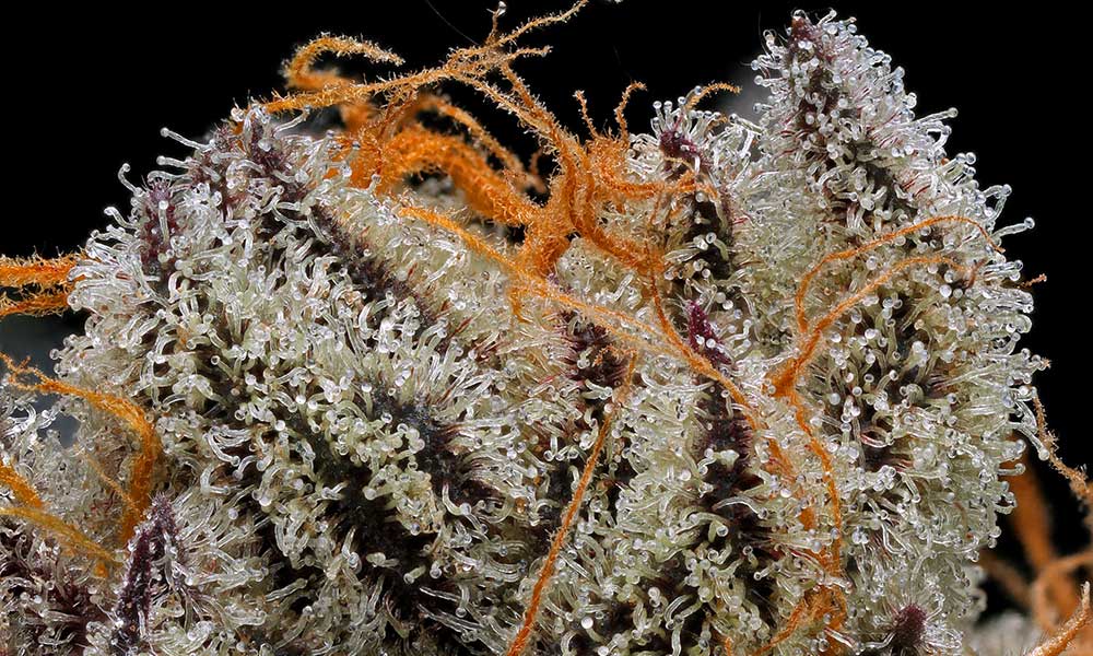 The 8 Best Strains For Making Rick Simpson Oil