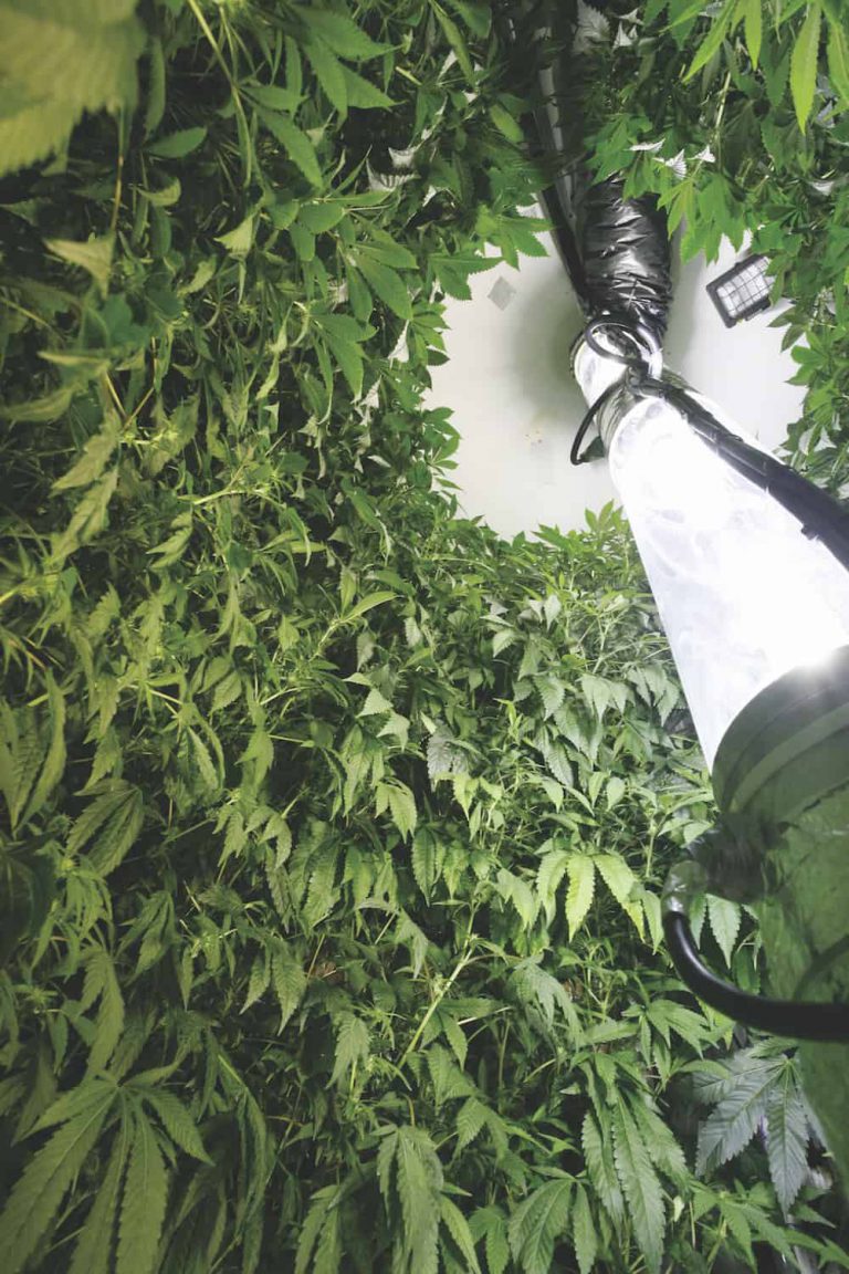 Vertical Growing: Maximize Your Yield in Tight Spaces