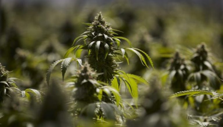 Colorado’s legalized marijuana would be federally lawful under bill introduced by Cory Gardner, Elizabeth Warren