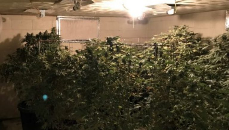 Suspected illegal pot grow busted in eastern Pueblo County, detectives acted on tip