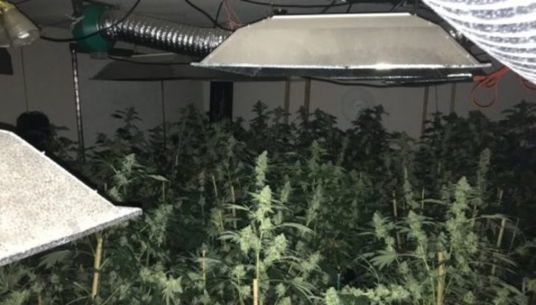 Third illegal-grow marijuana bust in Pueblo County in a week