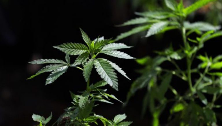 Marijuana addiction is real, and rising