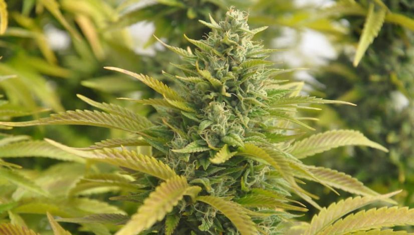 how-to-feed-your-trichomes-5-lessons-in-crop-nutrition_1