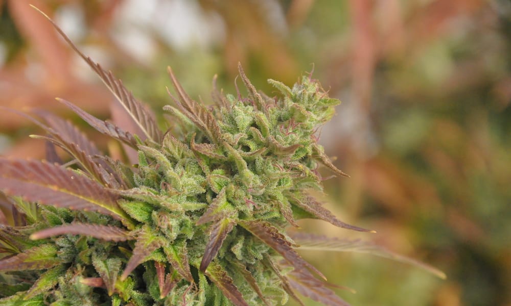 How to Feed Your Trichomes: 5 Lessons in Crop Nutrition