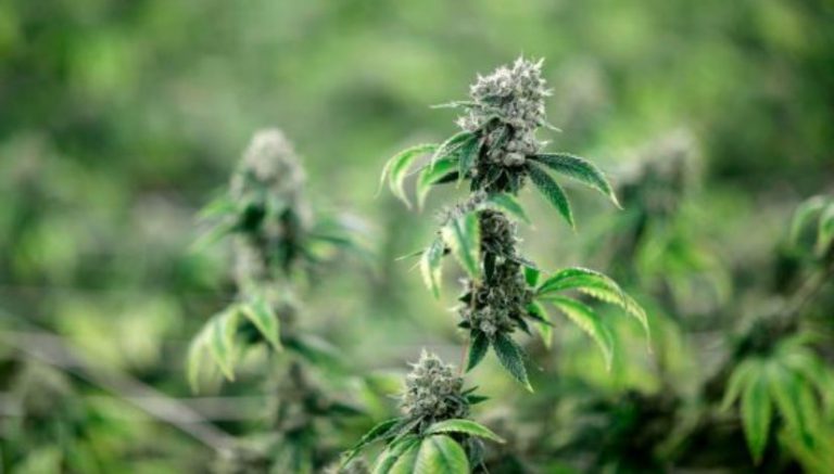 When marijuana is legal in Canada, Americans are expected to flock. But the border, and US law, stands in the way.