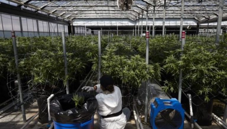 Santa Rosa Hydroponics sold to Colorado retail chain GrowGeneration