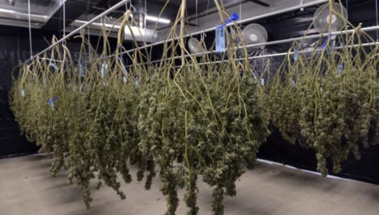 Marijuana industry needs protection from federal enforcement policies