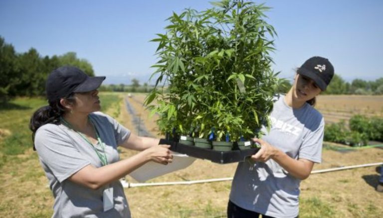 Former CU Regent Bob Sievers studying medicinal uses for hemp