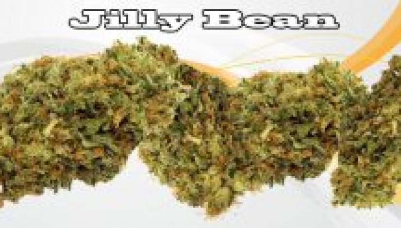 five-starter-cannabis-strains_1