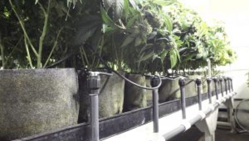 tips-for-first-time-cannabis-growers_1