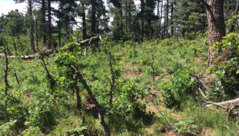 Federal agencies removed more than 71,000 marijuana plants from Colorado public lands in 2017