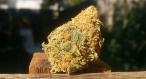 harlequin strain, Strains That Can Help Your Digestive System, stomach pain, marijuana news