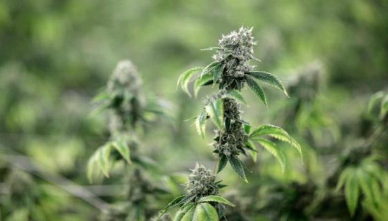 How many Coloradans are driving high? New report offers one answer