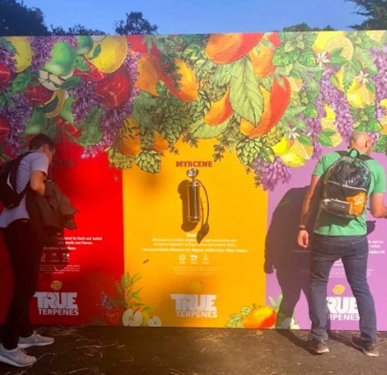 Cannabis Makes its Official Outside Lands Debut