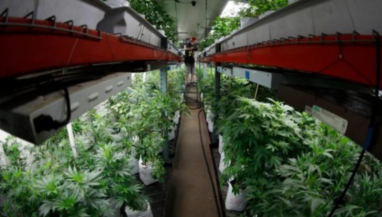 Mandatory testing costly for Colorado marijuana growers