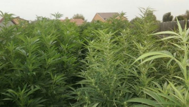 Backyard marijuana grow bust in Pueblo West yields 57 plants worth estimated $171K