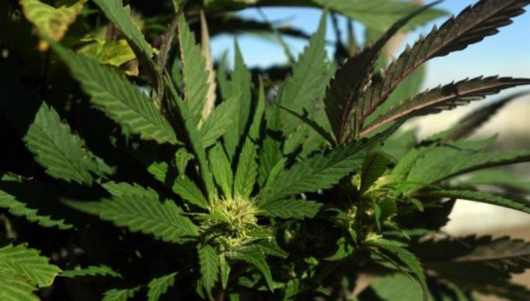 Molson Coors wants to sell pot-infused drinks in Canada