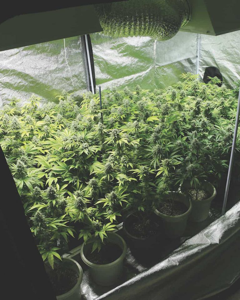 The Ins and Outs of Growing Cannabis at Home