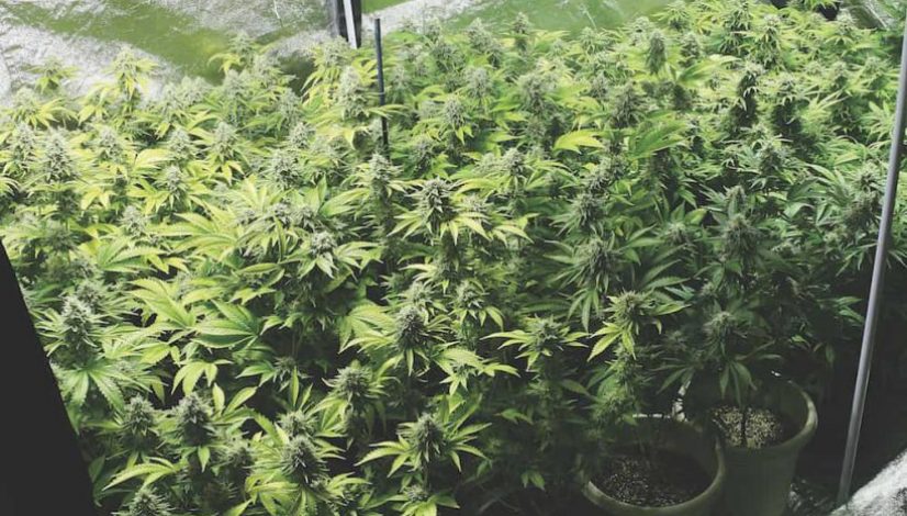 the-ins-and-outs-of-growing-cannabis-at-home_1
