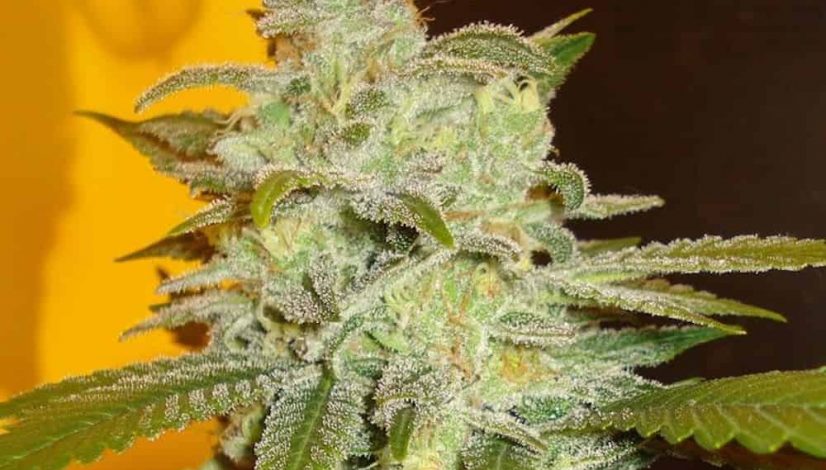 9-colorful-weed-strains-to-brighten-your-day_1