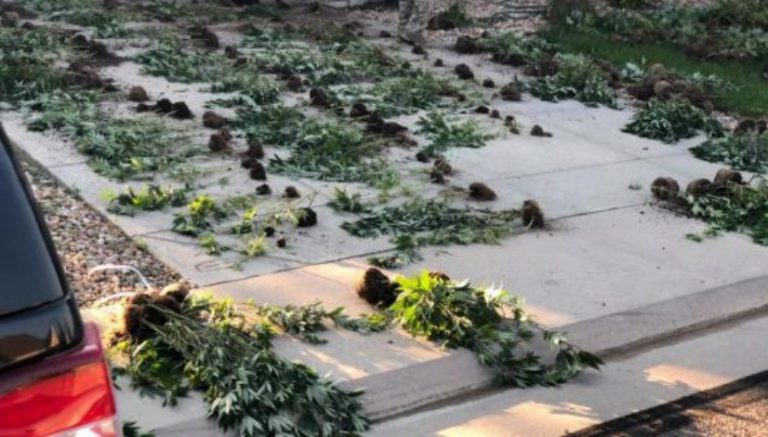 It’s high time we took a breath from marijuana commercialization