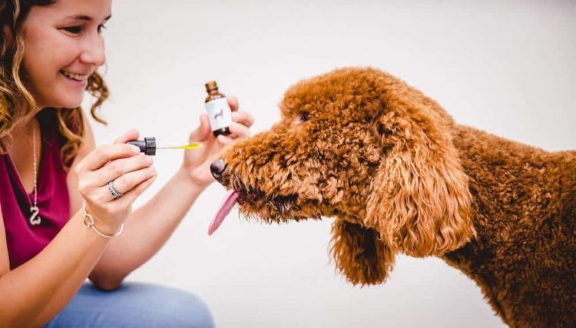 how-cbd-oil-for-dogs-can-benefit-your-furry-friend_1