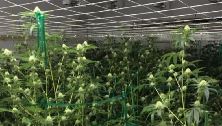 Illegal-marijuana raids in Pueblo West net 340 plants in five homes, five suspects arrested