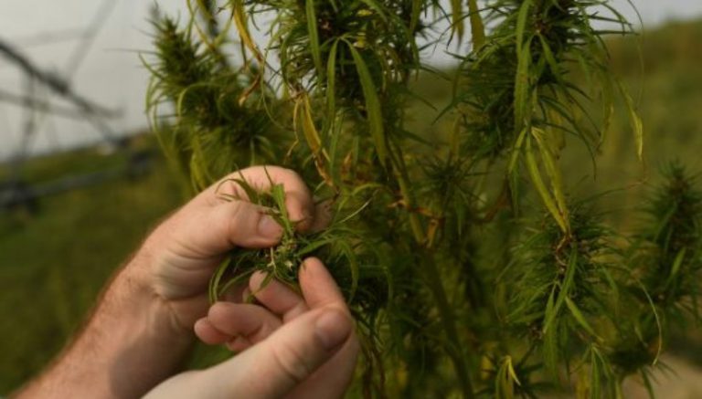 No on Amendment X: Keep hemp legal and constitutional