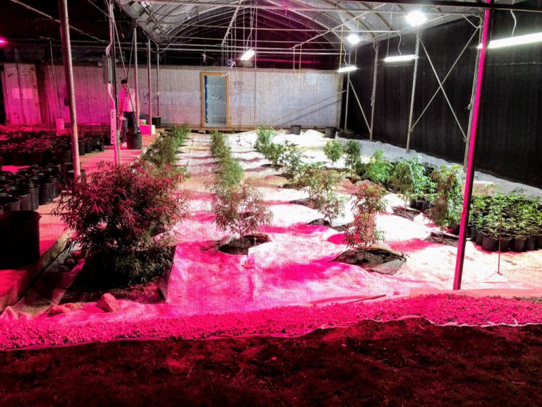 CanEx Jamaica, The Most Eye Opening B2B Cannabis Convention Yet