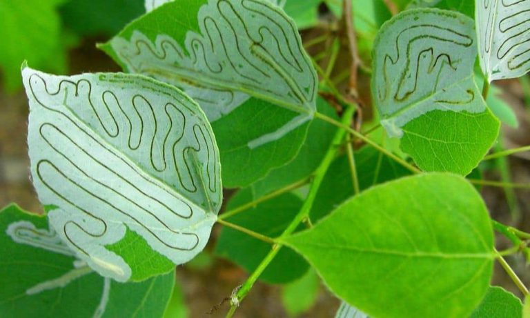 The Most Common Pests Threatening Your Cannabis Plants