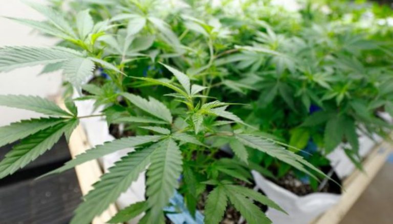 Michigan becomes 10th state to legalize recreational pot; other measures pass in Missouri and Utah