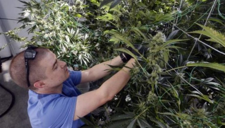 Boulder-based Vera aims to take high energy use out of marijuana cultivation equation