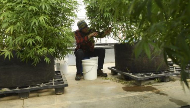 Hemp taking off as viable product, and Colorado entrepreneurs are at the forefront of industry