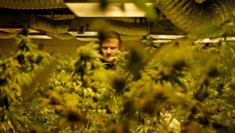 Marijuana is getting cheaper. For Colorado and some states, that’s a problem