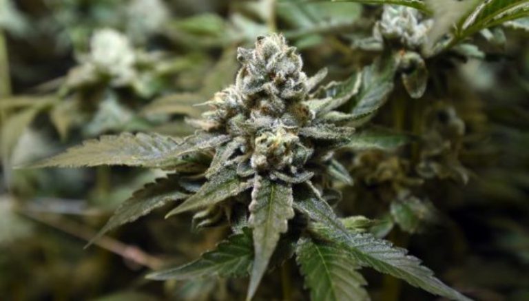 Colorado should wipe low-level marijuana convictions clean