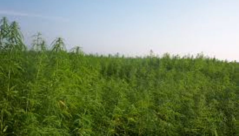 hemp-farming-act-hemp-futures-cbd-research-and-more-with-the-farm-bill-of-2018_1