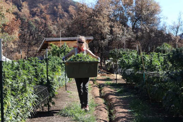 How Aster Farms is Rebuilding After the Mendocino County Fire